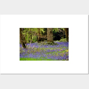 Bluebell Woods Basildon Park Berkshire UK Posters and Art